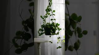 Dischidia Imbricata  Easy Care Houseplant [upl. by Jordain]