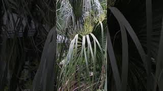 Saw Palmetto about to massive bloom [upl. by Nnylg154]