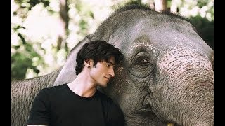 Junglee TRAILER OUT Vidyut Jammwal Protects His Animal Kingdom From Poachers In This ActionFest [upl. by Notselrahc960]