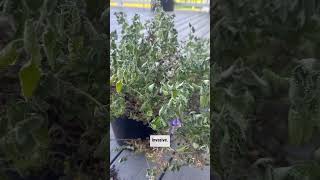 All about catmint Plant  Must and should to plant in vegetable garden [upl. by Arleta182]