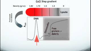 Testing for Topoisomerase Drug Action in Cells using the In Vivo Link Kit ICE Bioassay [upl. by Nivrag]