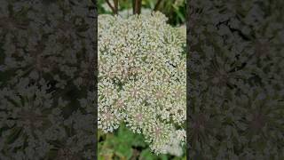 Ligusticopsis wallichiana flowers [upl. by Shaun]