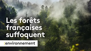 Ces forêts françaises qui ne captent plus assez de CO2 [upl. by Jillie]