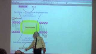 Fatty Acid Oxidation [upl. by Argent46]