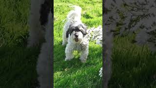 ❤️little puppy barking sound 9kviralytshorts [upl. by Fionna]