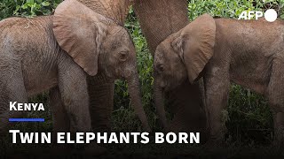 Rare baby elephant twins born in Kenya  AFP [upl. by Vivian]