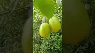 Umbuzeiro produzinho muitas frutas [upl. by Niowtna]