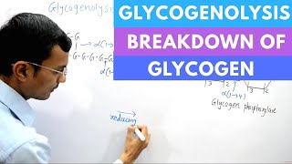 Glycogenolysis  Glycogen degradation [upl. by Eisseb]