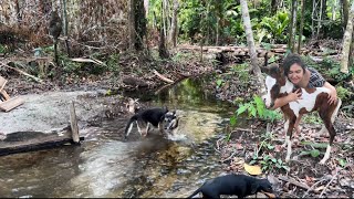 Sítio do zero  Parte 1  Fazendo uma barragem no igarapé Também nasceu uma potra no sítio lindeza [upl. by Leonardo35]