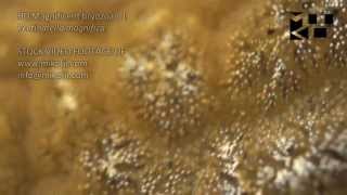 Magnificent bryozoan Pectinatella magnifica HD Stock Video Footage 1 [upl. by Aleira]