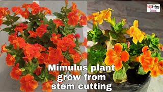 Mimulus plant grow from stem cuttingMimulus plant propagation [upl. by Teece]