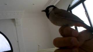 WhiteEared Bulbul Song [upl. by Allecram]