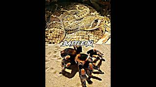 Diamondback Rattlesnake vs Redknee Tarantula shorts [upl. by Llerrahs]