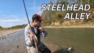 2024 Steelhead Run Fish Everywhere [upl. by Dachy132]