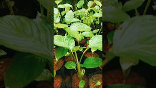 calathea lutea plants Available rs 90 WhatsApp httpswwwwhatsappcombusiness [upl. by Breen]