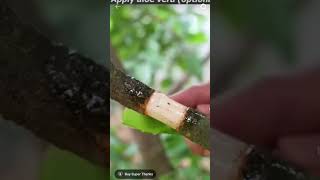 How to grow lychee from lychee tree See and learn [upl. by Jone]