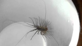 House Centipede Scutigera coleoptrata [upl. by Campney]