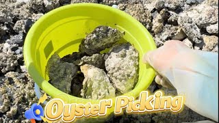 Oysters amp Clam Harvesting  Nanaimo Vancouver Island BC  2024 [upl. by Towland96]