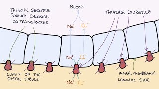 How do Thiazide Diuretics Work Understanding Bendroflumethiazide and Indapamide [upl. by Laris]