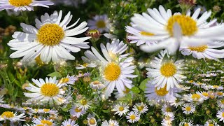 White Aster Flower Power Natures Beauty 2024 🌸 [upl. by Jolyn]