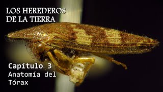 ENTOMOLOGÍA  Los Herederos de la Tierra  cap 3 Anatomía del Tórax insectos anatomía evolution [upl. by Silas]