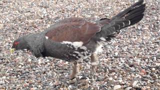 Capercaillie visitor 5th Feb 2012 [upl. by Odessa]