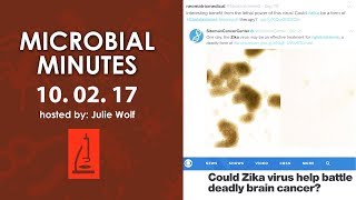 Oral microbiome stability and gut microbiome connection to MS  Microbial Minutes [upl. by Pastelki]