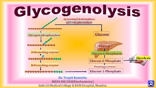 13 Glycogenolysis  Carbohydrate Metabolism  Biochemistry NJOY Biochemistry [upl. by Hanad]