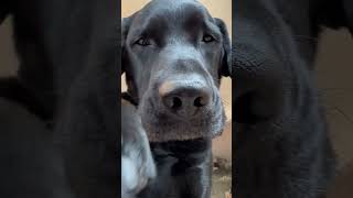 My dog tried online dating labrador cutedog [upl. by Bilbe]