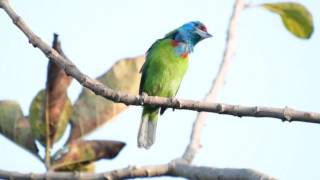 Blue throated barbet [upl. by Siderf]