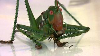 Giant Arid Land Katydid Neobarrettia spinosa Close Up [upl. by Irelav]