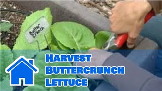 Growing Greens  How to Harvest Buttercrunch Lettuce [upl. by Iew]