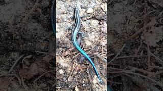 The stunning 5 lined Skink near my compost bin skink northamerica lizard michigan blue nature [upl. by Nauqram]