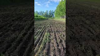 Sunn Hemp cover crop block DE is plowed under 8182020 [upl. by Aidyn39]