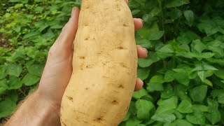 Tainung 64 sweet potato [upl. by Richmound542]