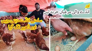 Aur Anday Wali Murghia Kharid Li Bought More Lohmann Brown Egg Laying Chickens [upl. by Guinevere60]