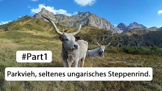 Seltenes ungarisches Steppenrind  Part1  Die letzten zwei Tiere in der Schweiz [upl. by Hafler]