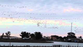 Cape Cormorants flying to roost along the Berg River Port Owen [upl. by Dichy]