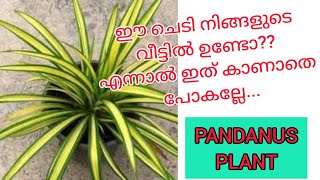 PANDANUS PLANT ഈ ചെടി നിങ്ങളുടെ വീട്ടിൽ ഉണ്ടോ [upl. by Kwarteng]