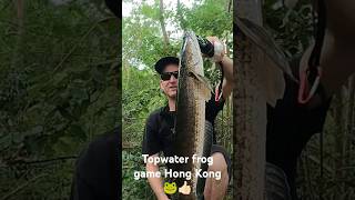 Catching evasive Snakeheads on topwater frogs in Hong Kong snakeheadfishing snakeheadfish [upl. by Johannessen]