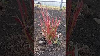 11 Ornamental Grasses in My Garden 🌾 [upl. by Radbourne]