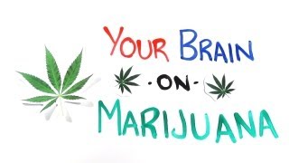 Your Brain on Drugs Marijuana [upl. by Akimat601]