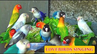 NonStop budgies baby video full day live video ✅ budgis parrot birds [upl. by Einavoj270]