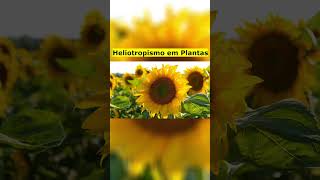 Heliotropismo em Plantas [upl. by Madalena]