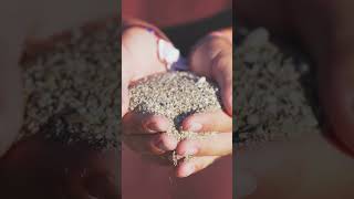 quotSand Infill Explained The Key to Perfect Artificial Grassquot homeimprovement brisbane foryou [upl. by Azilem]