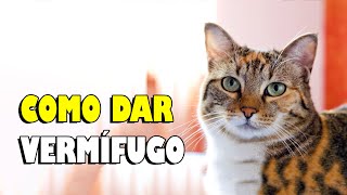 COMO DAR VERMÍFUGO PARA GATO  Gatil Hauser [upl. by Sammie]