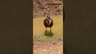 Hamerkop vs Catfish wildwildlife wildlifeanimals [upl. by Isidro]