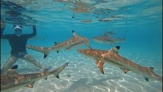 My best snorkeling experience ever in Moorea French Polynesia [upl. by Bucky]