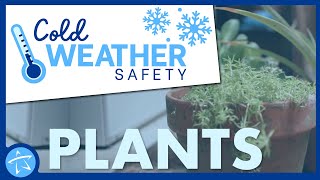 Cold Weather Safety Taking Care of Your Plants [upl. by Esyned466]