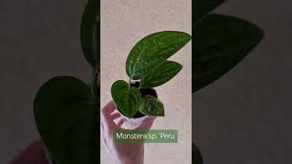 Exemplar jovem de Monstera sp Peru monstera monsteraperu aroid [upl. by Linker813]